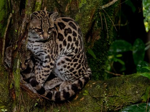 A margay and cub sit on a tree branch