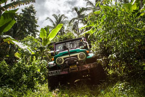 A jeep drives through the middle of a dense jungle