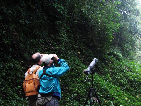 Bird Watching Tour  Monteverde Costa Rica